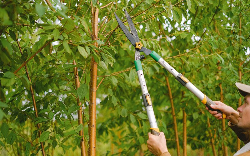 Tree trimming in Sebeka, MN